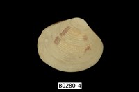 藏品(唱片簾蛤)的圖片